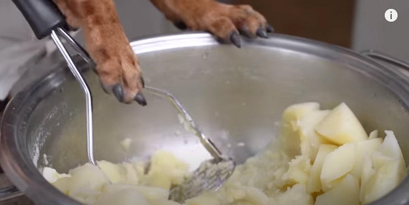 ダックスフンド,動画