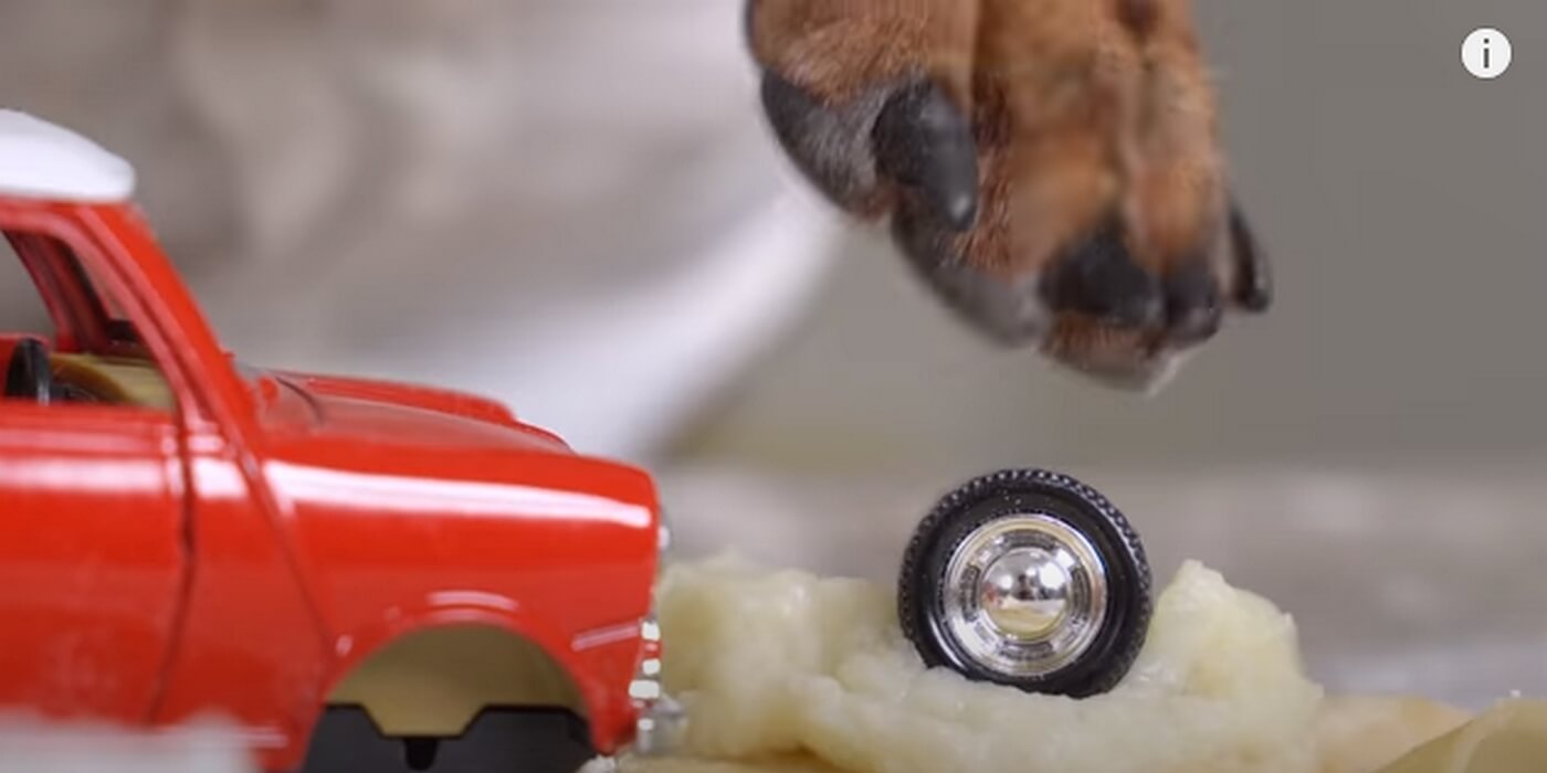 ダックスフンド,動画