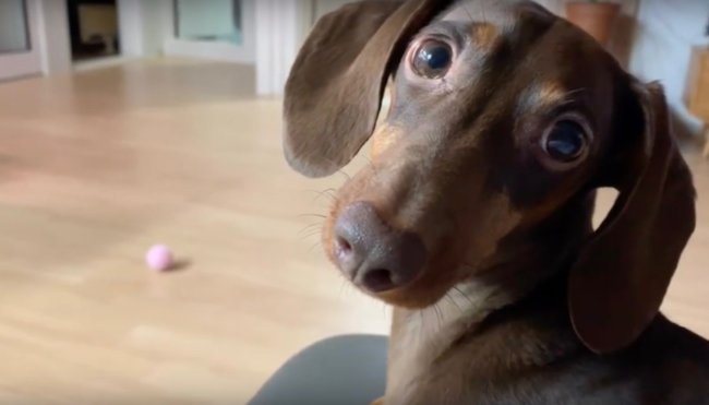 ダックスフンド,動画