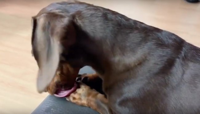 ダックスフンド,動画