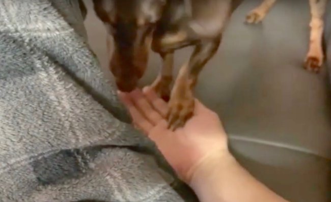 ダックスフンド,動画