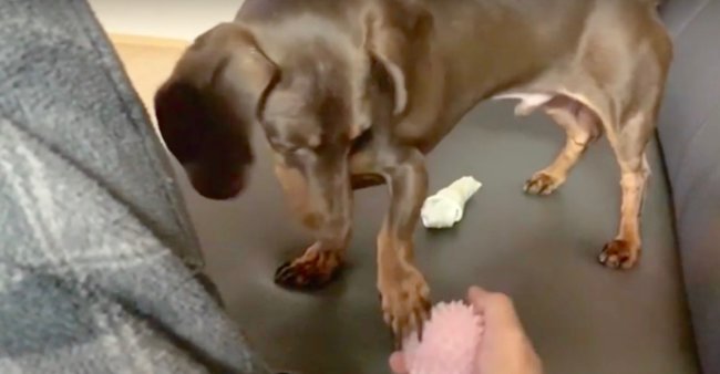 ダックスフンド,動画