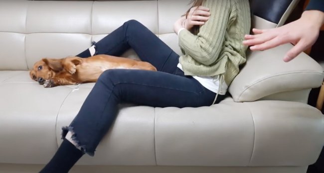 ダックスフンド,動画