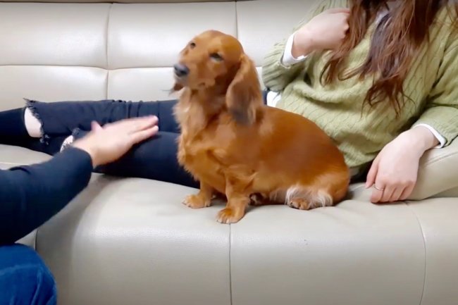 ダックスフンド,動画