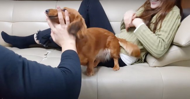 ダックスフンド,動画