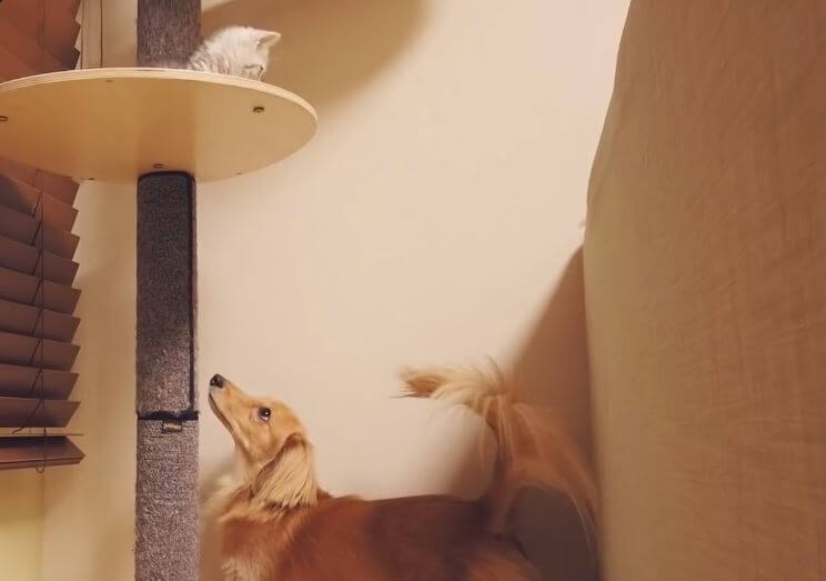 ダックスフンド,動画