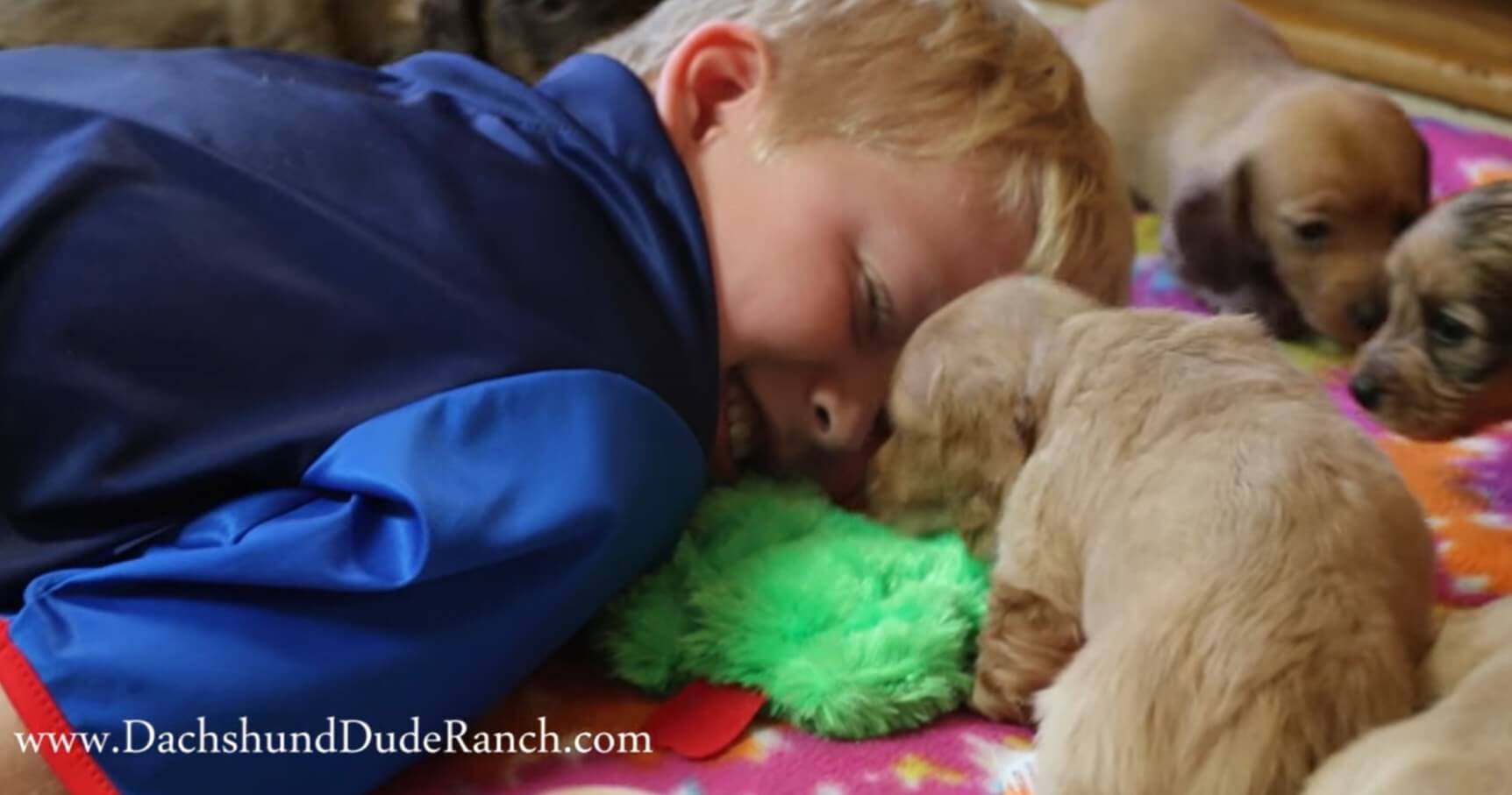 ダックスフンド,動画