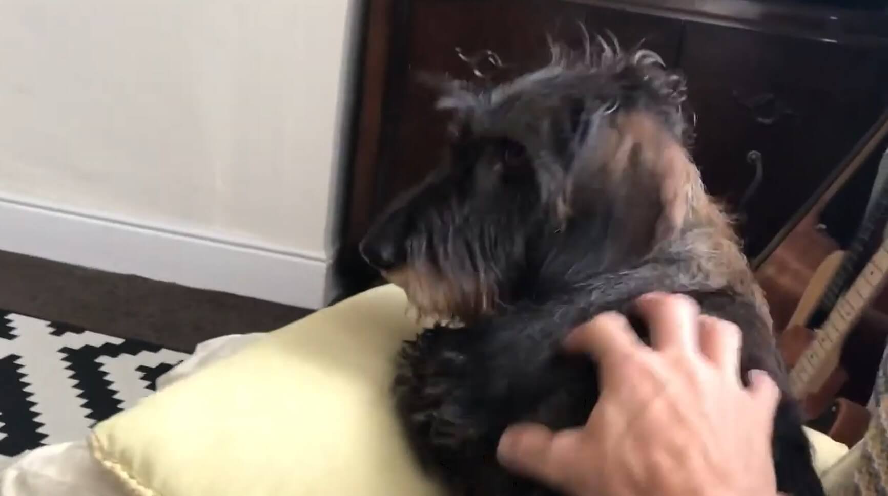 ダックスフンド,動画