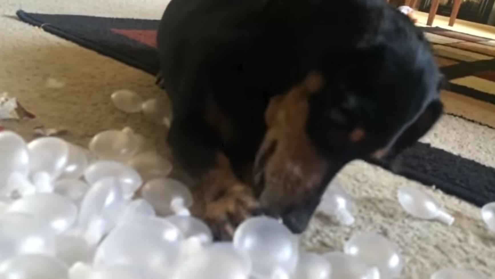 ダックスフンド,動画