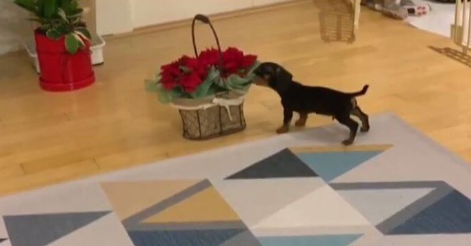 ダックスフンド,動画