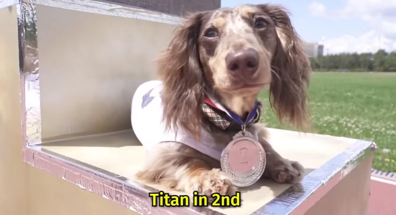 ダックスフンド,動画