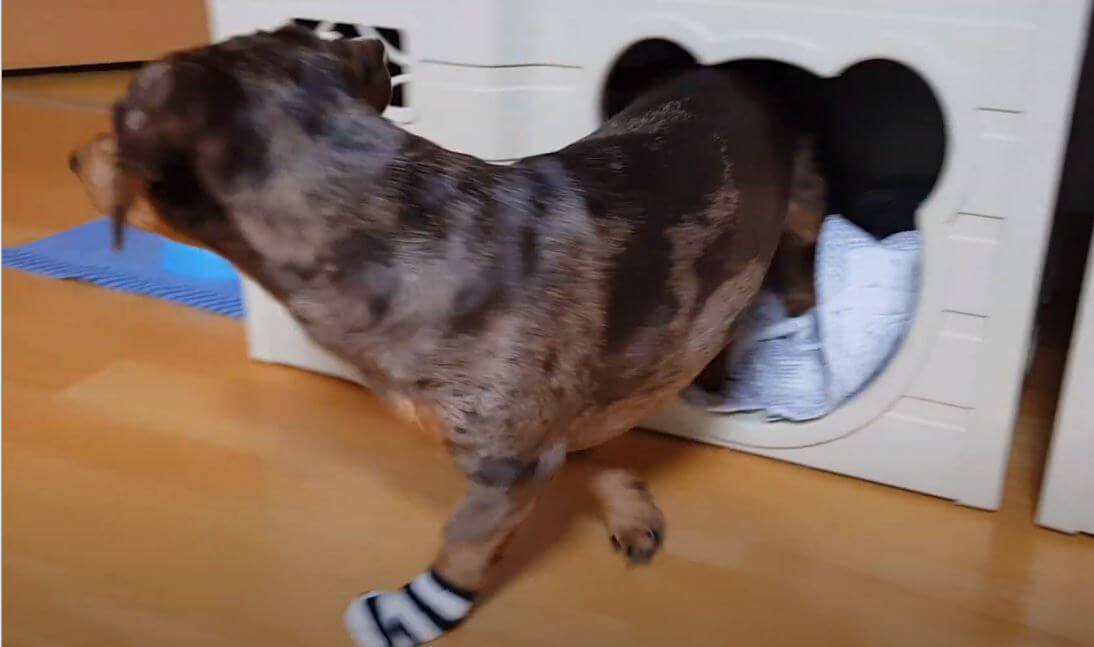 ダックスフンド,動画