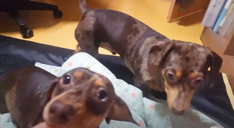 ダックスフンド,動画