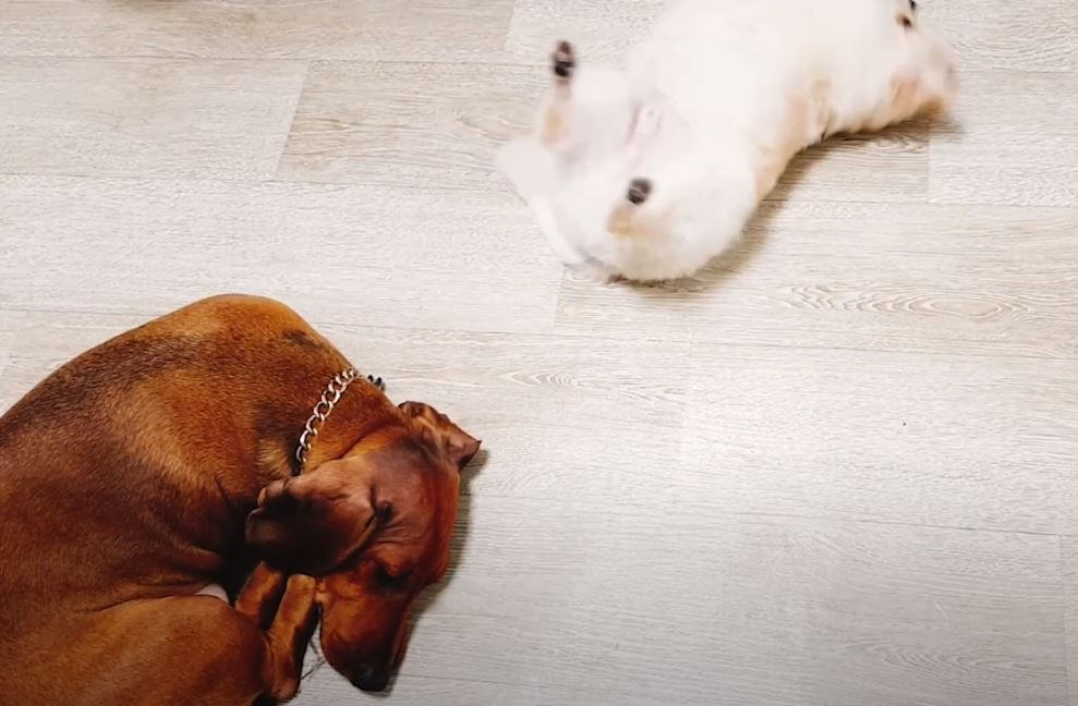 ダックスフンド,動画