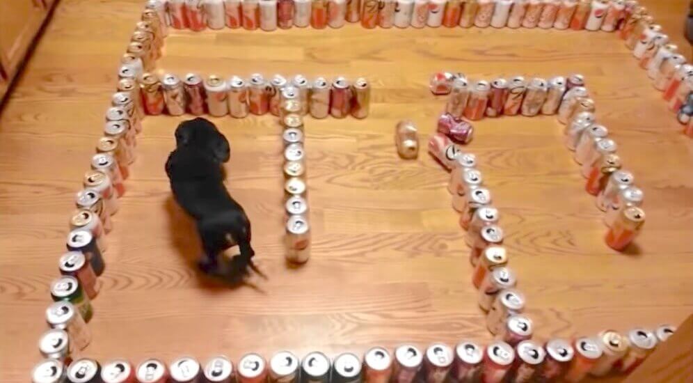 ダックスフンド,動画