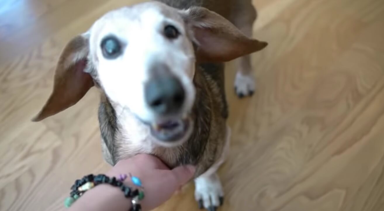 ダックスフンド,動画