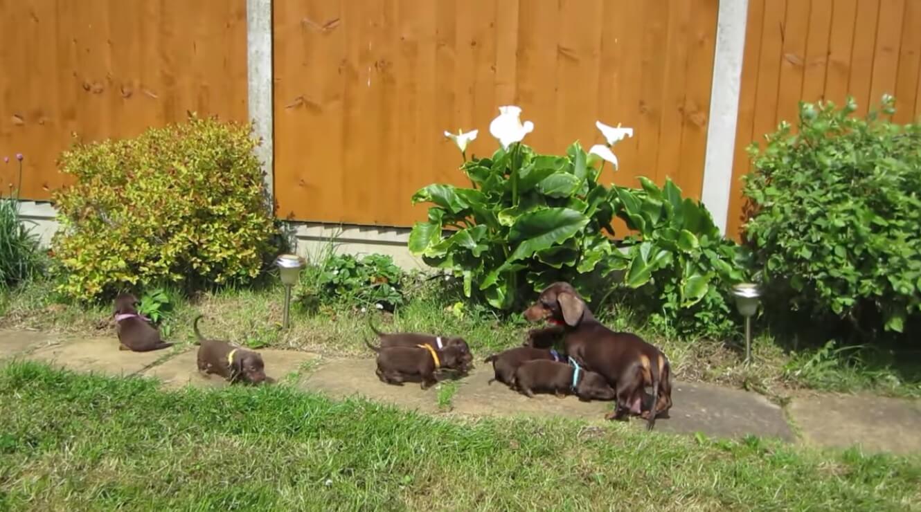 ダックスフンド,動画