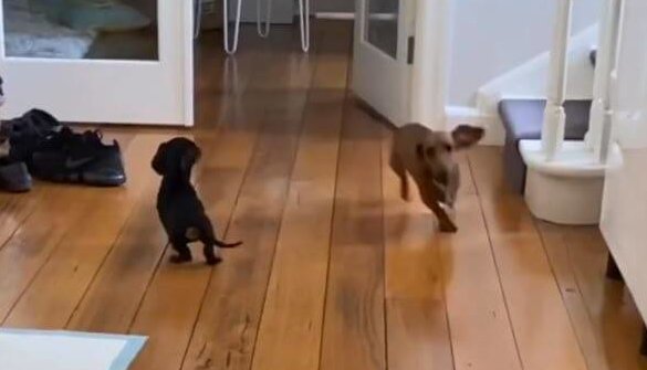 ダックスフンド,動画