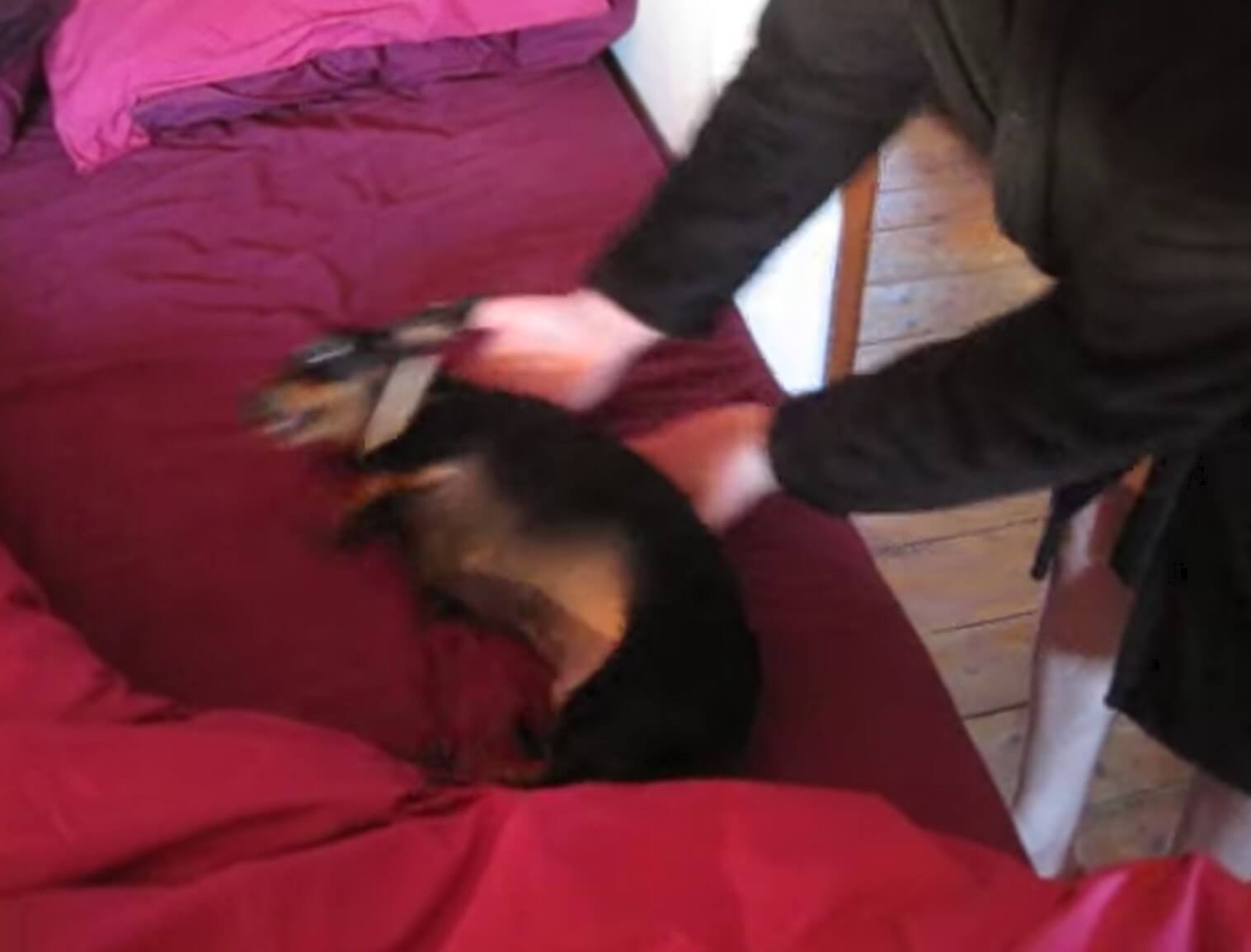 ダックスフンド,動画