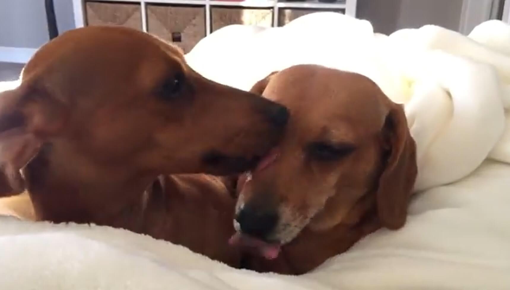 ダックスフンド,動画