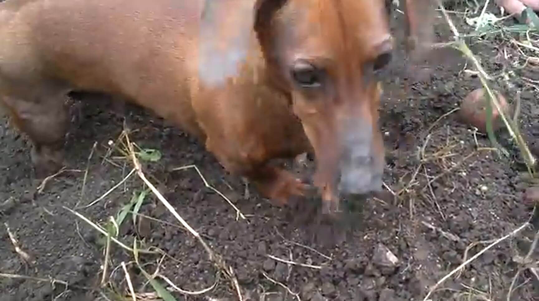 ダックスフンド,動画