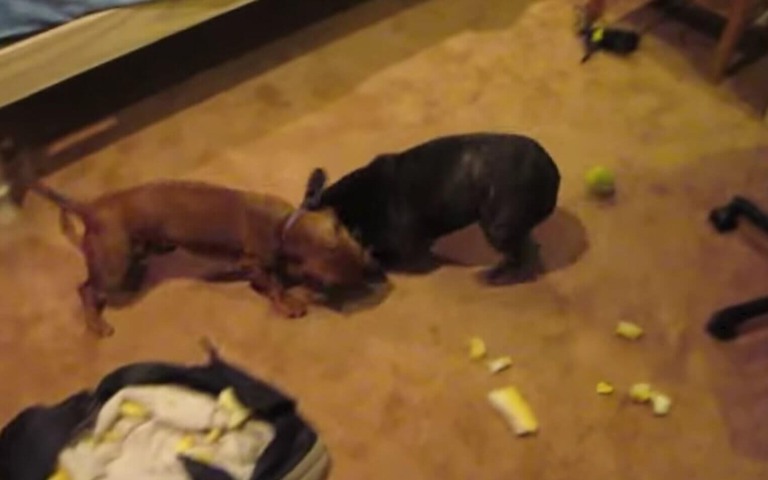 ダックスフンド,動画