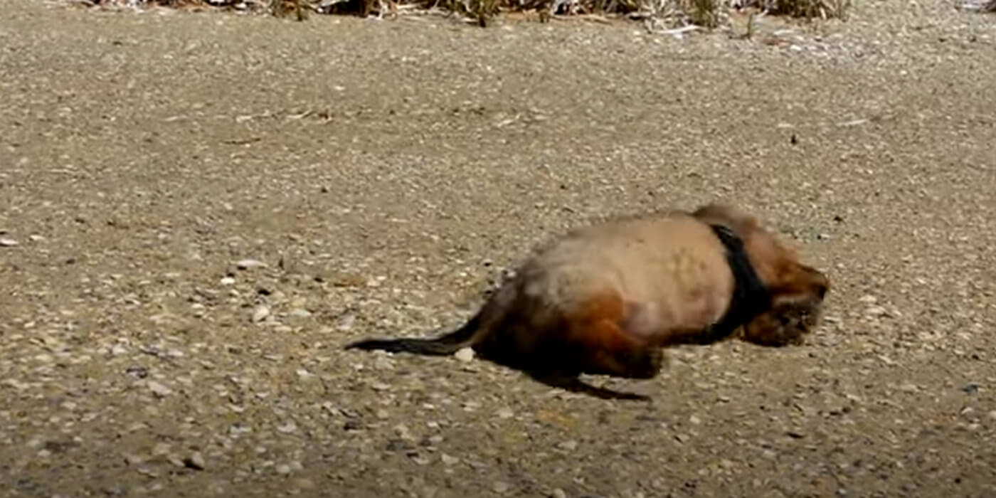 ダックスフンド,動画