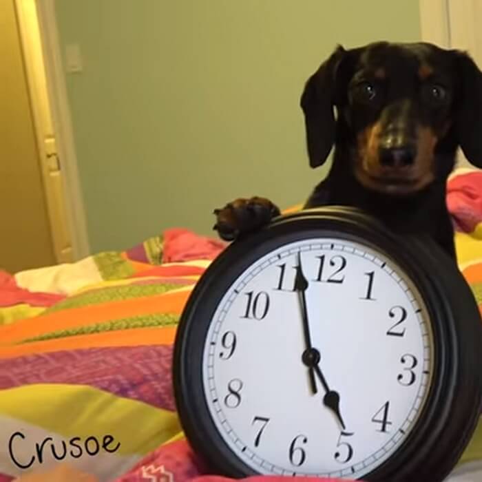 ダックスフンド,動画