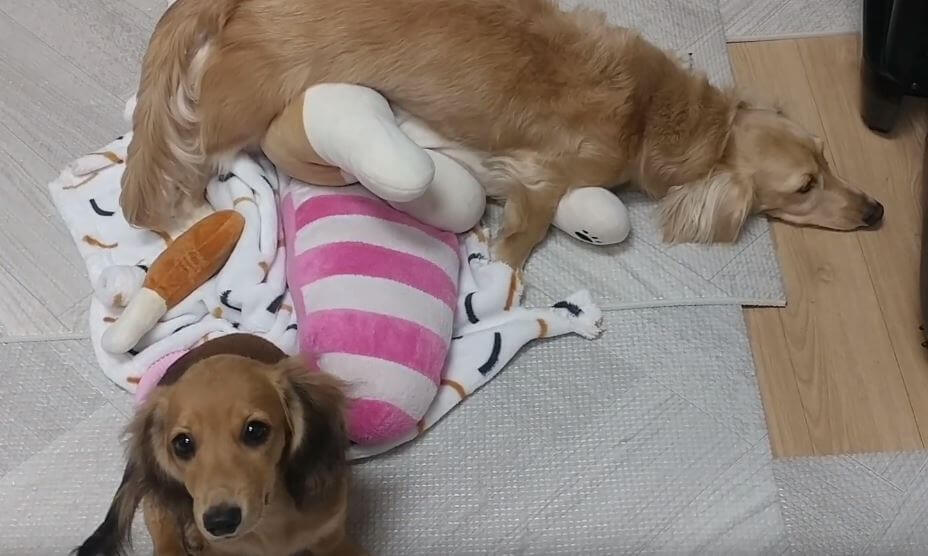 ダックスフンド,動画