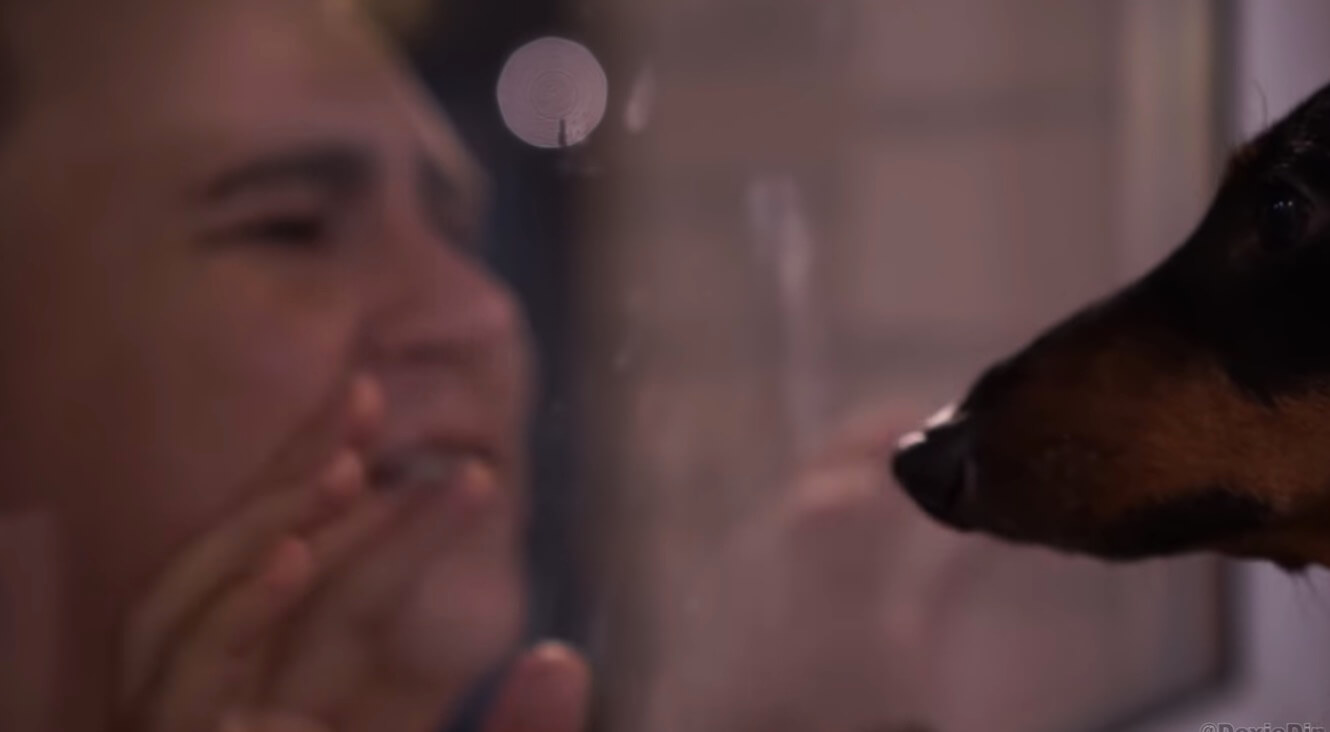 ダックスフンド,動画