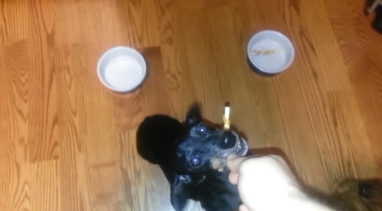 ダックスフンド,動画