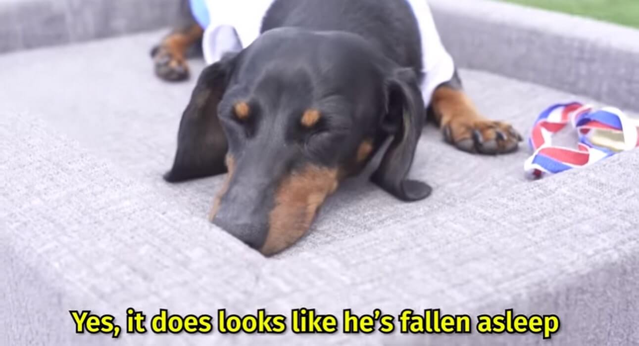 ダックスフンド,動画