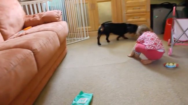 ダックスフンド,動画