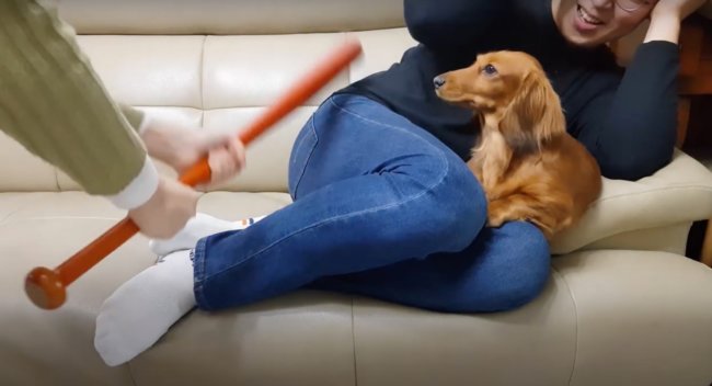 ダックスフンド,動画