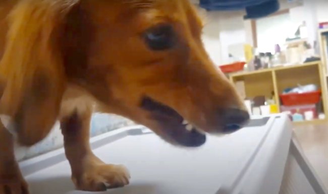 ダックスフンド,動画