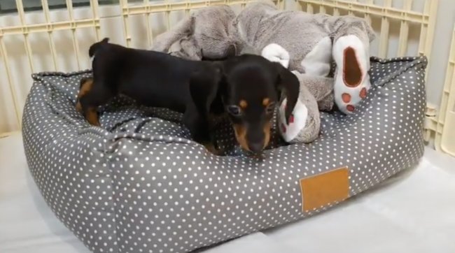 ダックスフンド,動画