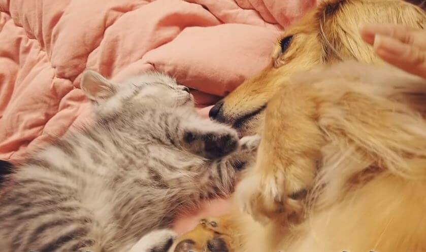 ダックスフンド,動画