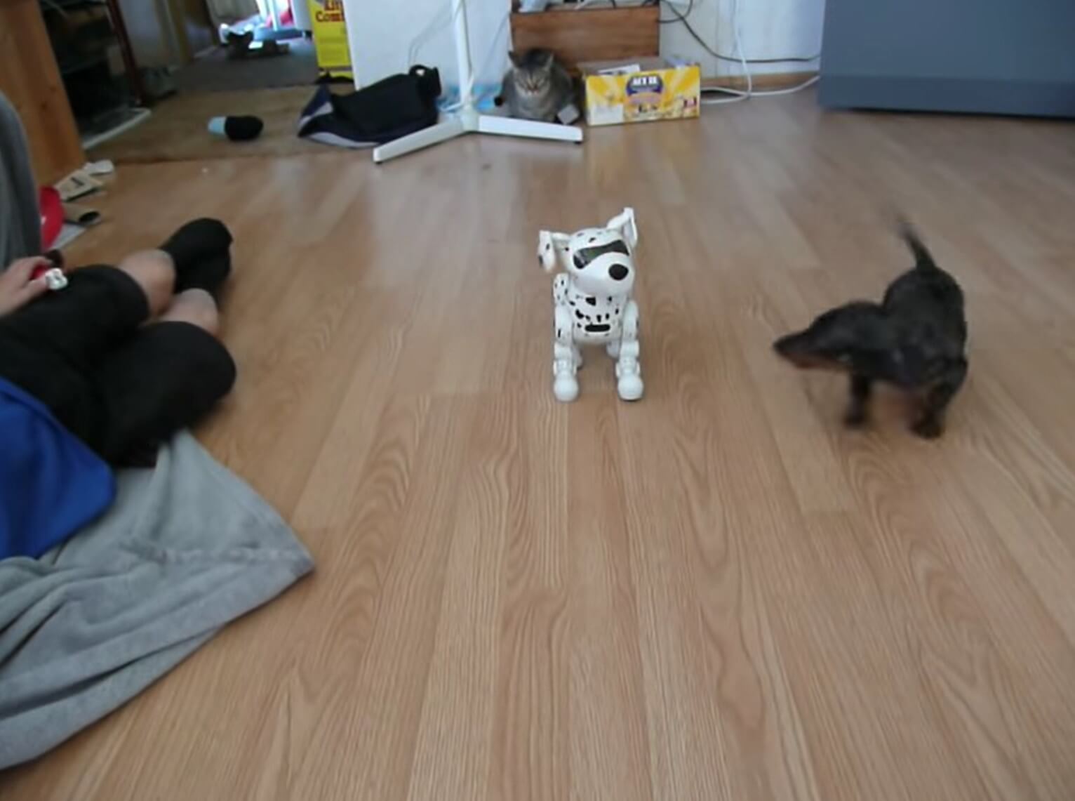 ダックスフンド,動画