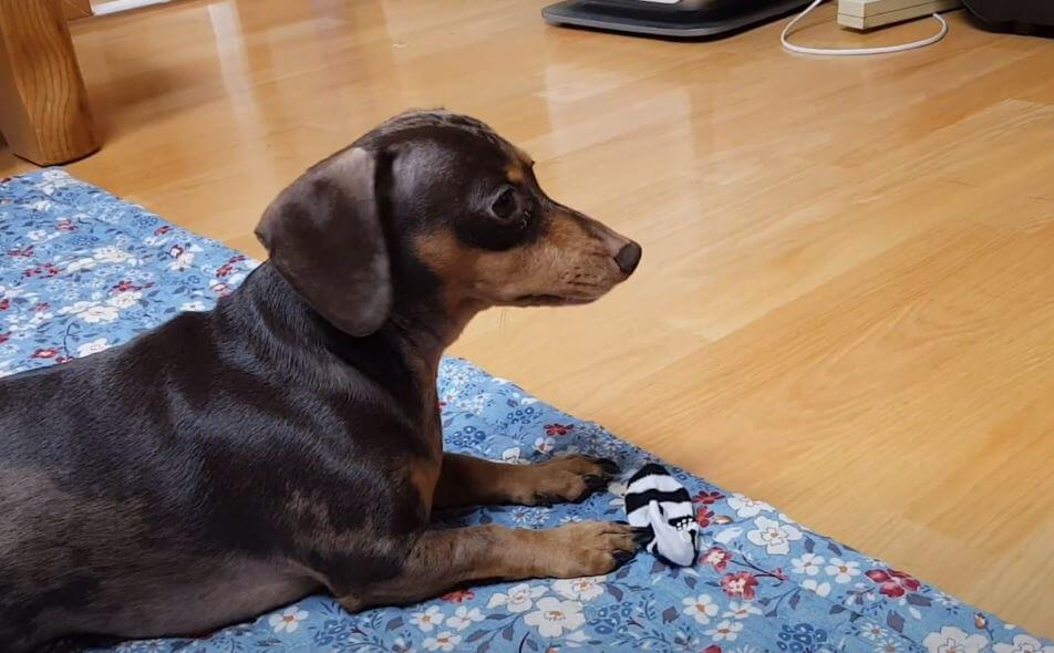 ダックスフンド,動画