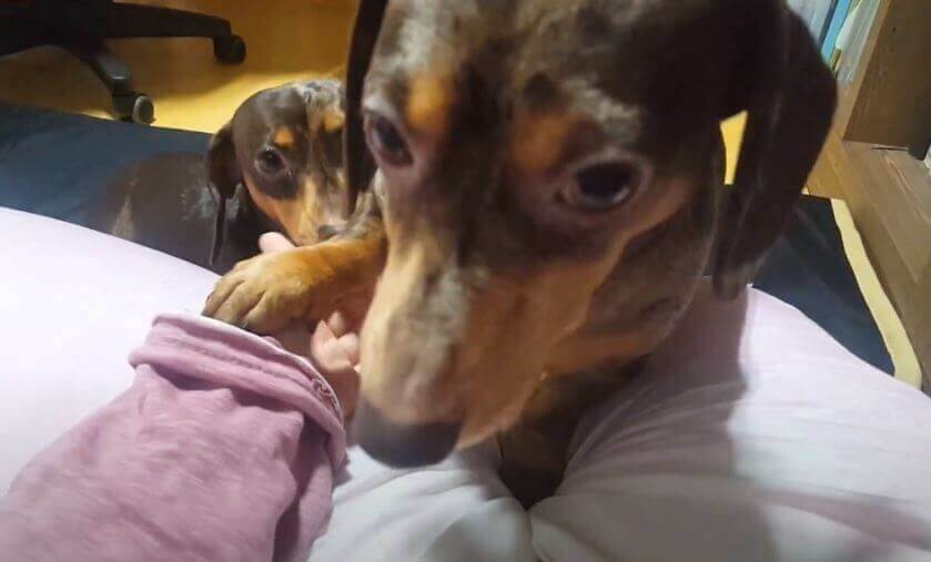 ダックスフンド,動画