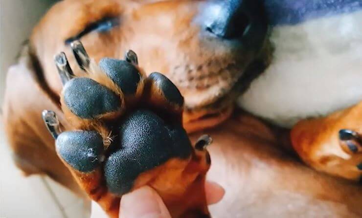 ダックスフンド,動画