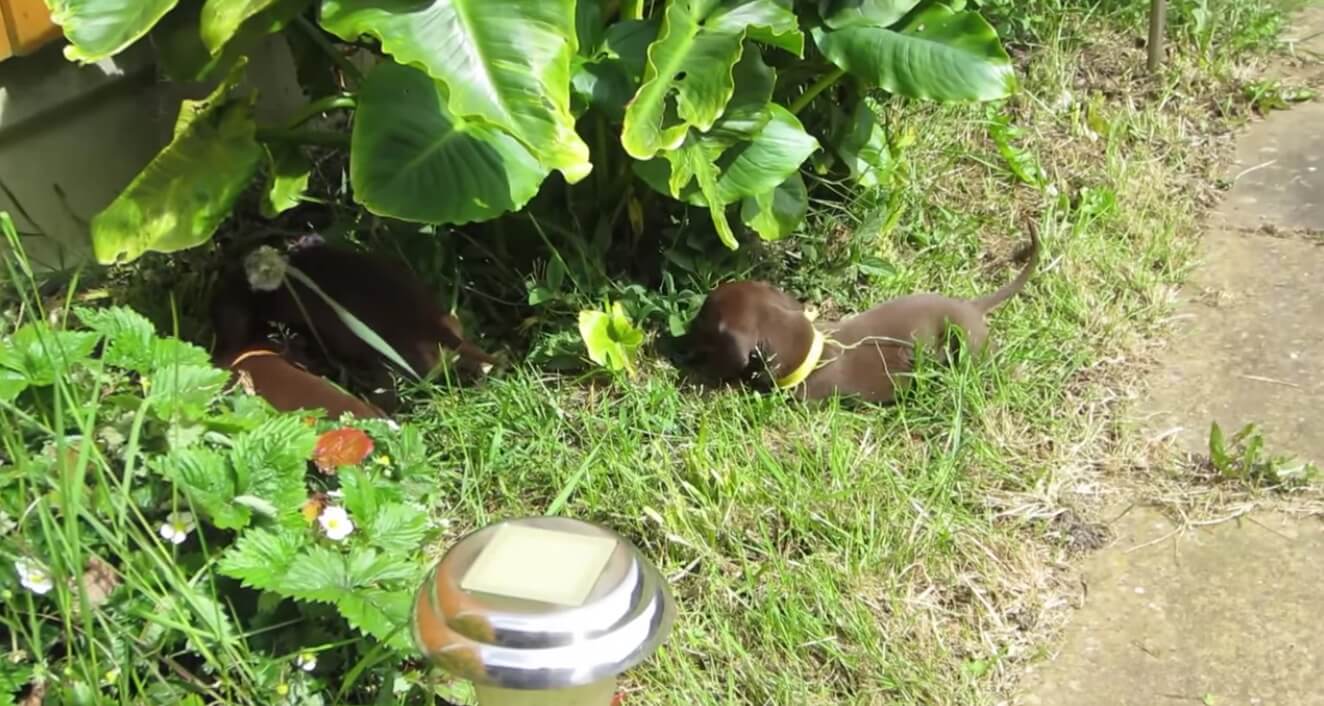 ダックスフンド,動画