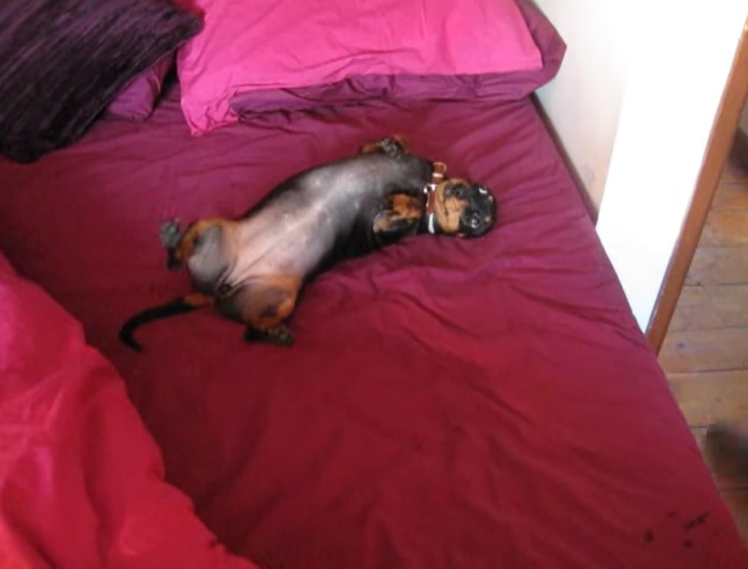 ダックスフンド,動画