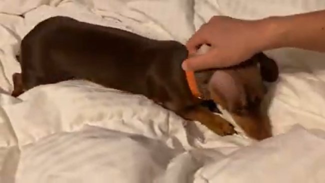 ダックスフンド,動画