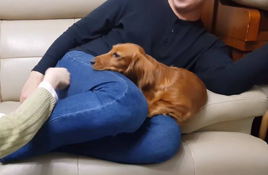 ダックスフンド,動画