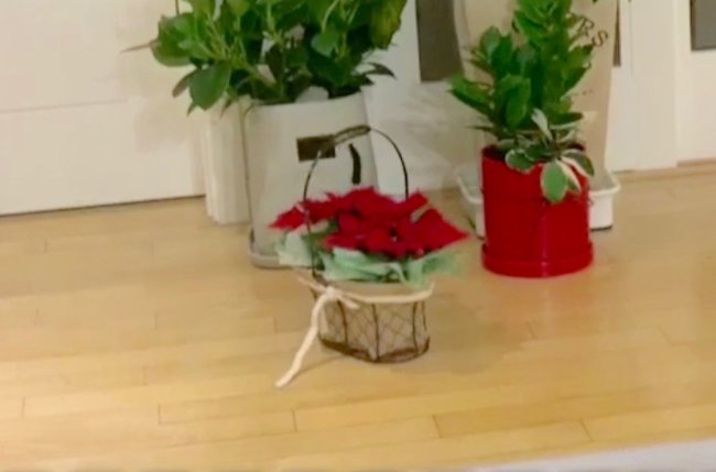 ダックスフンド,動画