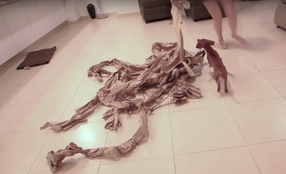 ダックスフンド,動画