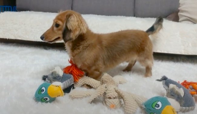 ダックスフンド,動画