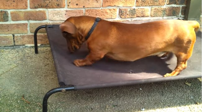 ダックスフンド,動画