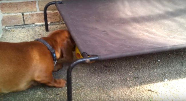 ダックスフンド,動画